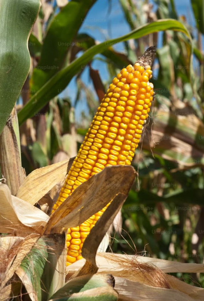 The Impact of Climate Change on the Agricultural Sector: Maize Production