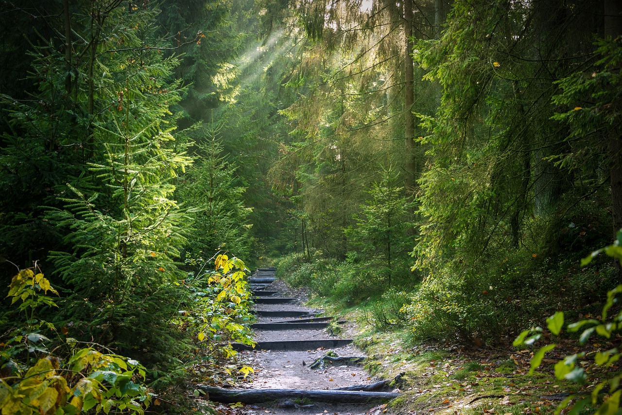 African Forests: Revitalizing Nature’s Heart Through Indigenous and Innovative Conservation