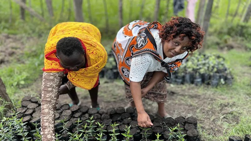 Forest Conservation and Indigenous Stewardship: How Traditional African Knowledge Preserves Biodiversity?