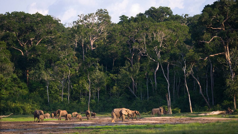 African Forests: Revitalizing Nature’s Heart Through Indigenous and Innovative Conservation