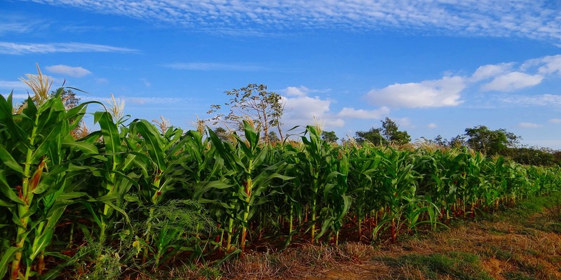 The Impact of Climate Change on the Agricultural Sector: Maize Production