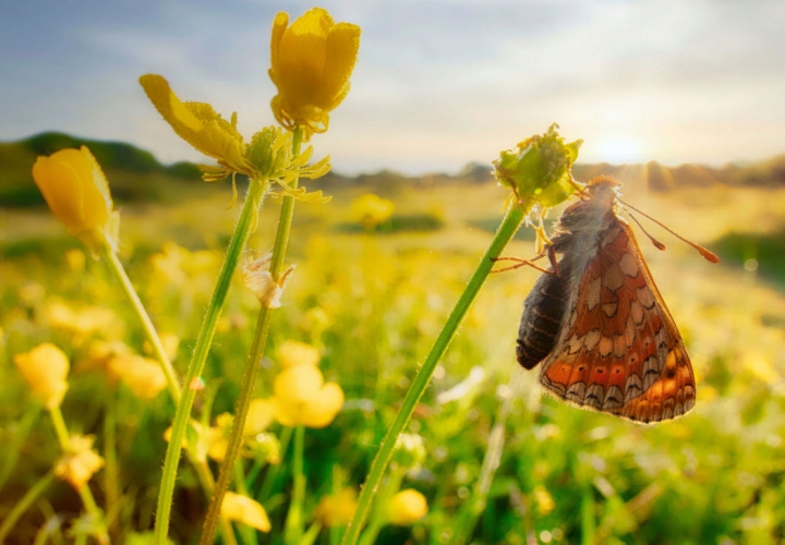 Close link between preserving biodiversity and the widely held goal of reaching net-zero carbon emissions