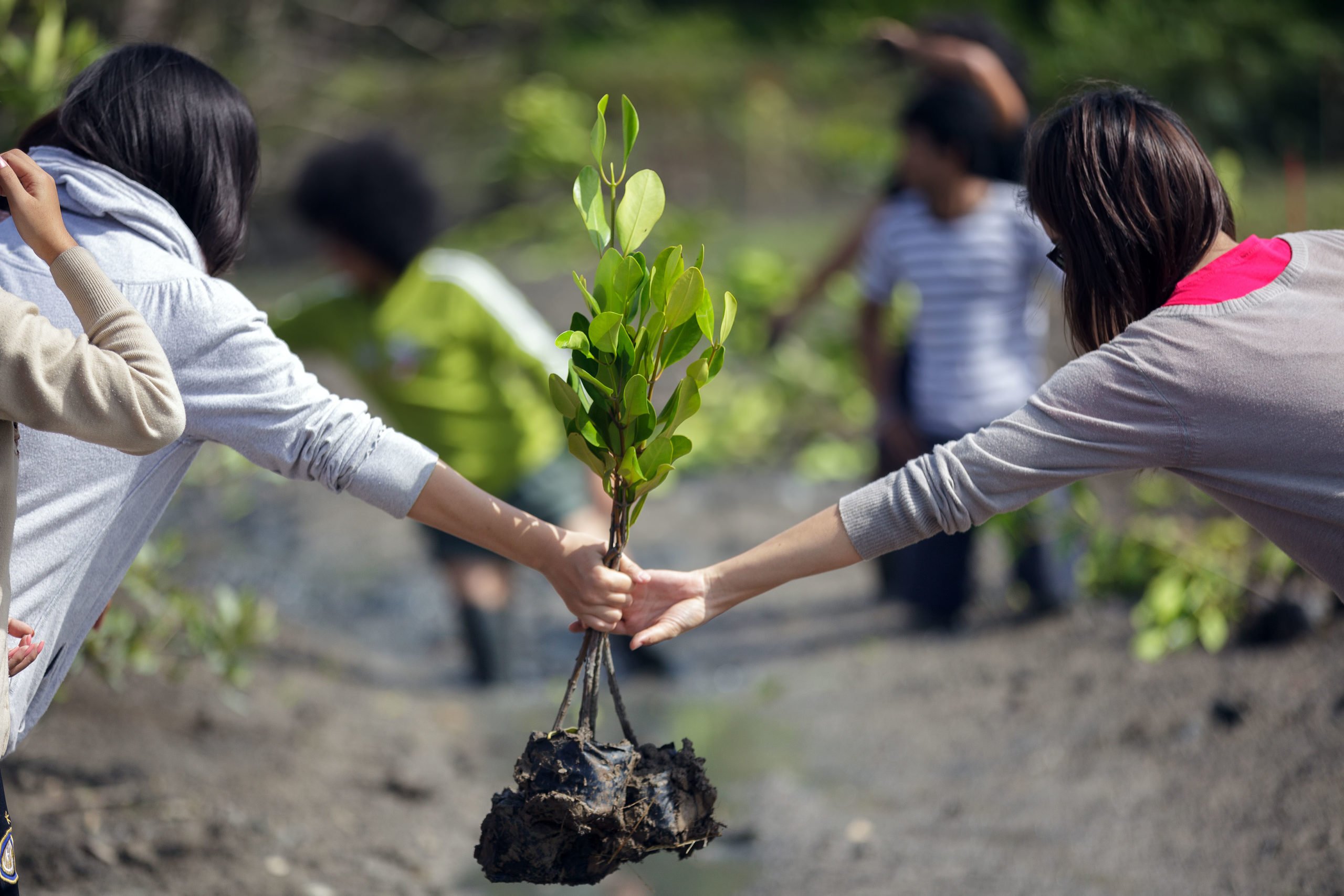 Carbon Markets: To tackle South Asian Climate Crises.