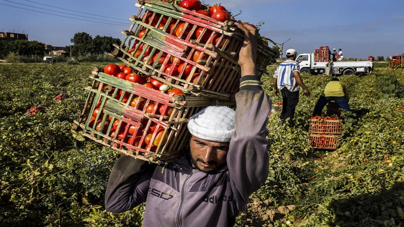 Egypt's agriculture sector in risk of climate variability