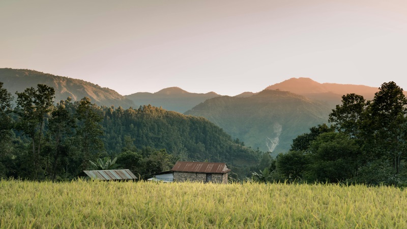 Beyond Policy Frameworks: Why Renewable Agriculture Transformation Requires Community Coordination, Not Municipal Permission