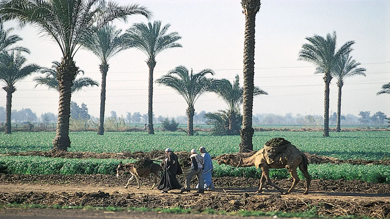 Climate change threatens Egypt's economy and food security